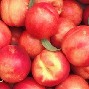 복숭아나무 묘목(천도/신선) 접목1년 뿌리1개