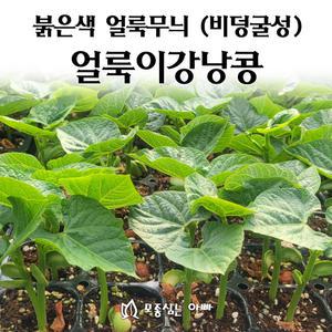 [모종심는아빠] 비덩굴성 품종의 붉은색 얼룩무늬 얼룩이강낭콩 모종3개