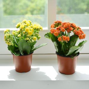 원플러스원 화사한 꽃이 예쁜 카랑코에 칼란디바 홑꽃 겹꽃