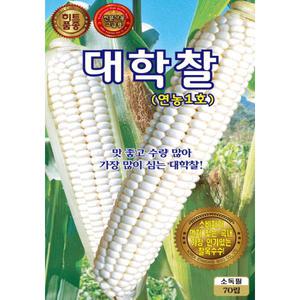 (씨앗) 대학찰옥수수 (연농1호) - 백찰옥수수 씨앗 종자 - 텃밭용 소포장 - 70립