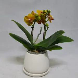 향기나는 미니호접란 사라골드-쌍대