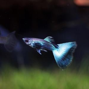 티아쿠아 열대어 EMB 일렉트릭 모스크 블루 구피 트리오 (3마리 암2/수1)