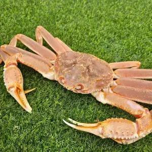 [세관통관직후] 직수입 신선한상품 특A급 러시아 활대게1kg