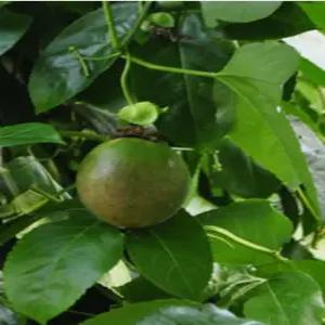 패션후르츠 갈색플라스틱화분 2개(FL)