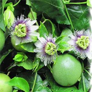 시계초(백향과)-패션후르츠 : 15cm포트 중품  SP363