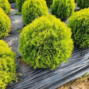 그루담다 둥근측백 미러잼 묘목 키 30cm