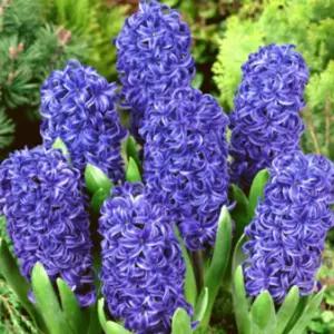 히아신스 히야신스 (블루펄)수경재배 노지월동 구근 네개셋트  SM484