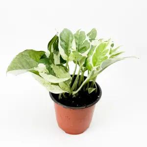 글라스가든 엔조이 스킨답서스 소품 실내공기정화 키우기 쉬운 수경재배식물