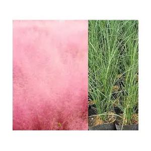 (성실)핑크뮬리 그라스 모종(포트) 10개