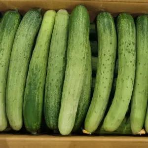 국내산 백다다기 오이 특품 10kg 백오이