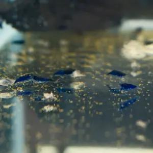 열대어 A급 블루벨벳 새우 10마리 수족관 이끼청소