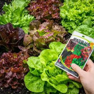 세계채소 상추 씨앗 혼합 종자 텃밭 가드닝 채소 키우기 홈가든