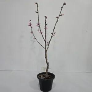 복숭아나무 신비 화분묘 접목1년생 상묘