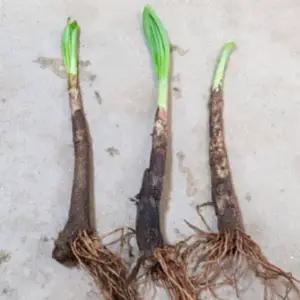 산마늘모종 약10년차 종근 대묘 100촉 명이나물모종