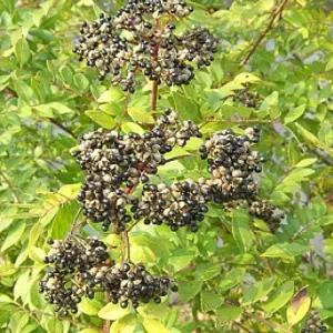 연세원예 산초나무 2년생 묘목 10주