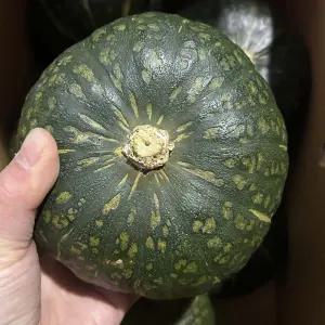 뉴질랜드 단호박 밤호박 5kg 6-10과 내외