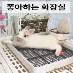 토끼화장실 토끼케이지 배변판 기니피그화장실