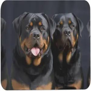 도어 매트 로트와일러 벽지 인쇄 욕실 카펫 미끄럼 방지 고흡수성 욕조 싱크대 세탁실 주방용 고무