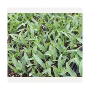 (성실)찰옥수수 모종 30개 트레이묘