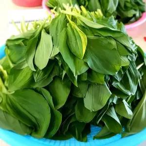 강원도 유기농 명이 나물 2kg 잎명이 나물 생 명이나물 생채 강원도 명이 나물 강원도