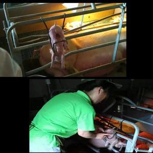 1세트 돼지 거세 테이블 장치 암퇘지 Farrowing 상자와 연결 스테인레스 스틸 Emasculate 수의학