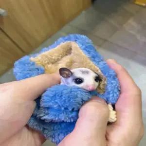 슈가글라이더 주머니 외출 은신처 이동 극세사