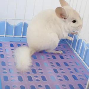 케이지 발판 보호 토끼 고슴토치 햄스터 소동물 5개입