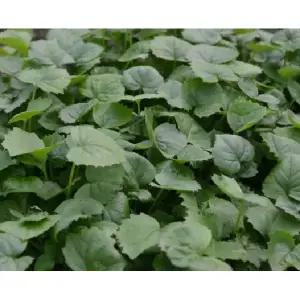 다수확 곰취모종 100개 (트레이 105구 1판) 병에 강하고 수량성이 높은 신품종