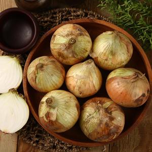26년 수확 국내산 햇 양파 5kg(특사이즈)