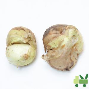 양파 (쌍태 쌍알) 17kg