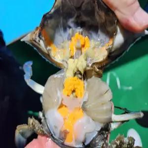 국내산 생물 알배기 암꽃게 1kg 5-6미 내외 제철 꽃게 탕 라면 찜 게장 서해안 수율 좋은 꽃게장 별미