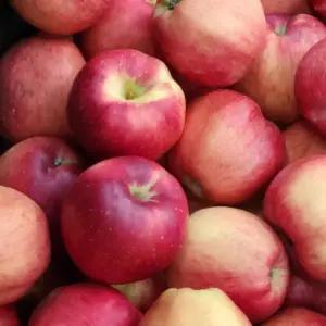 가정용 경북 사과 9kg 소과&램덤혼합 못난이사과 흠집