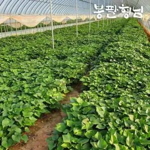꿀고구마모종 3kg 고구마묘 신품종 해남농장