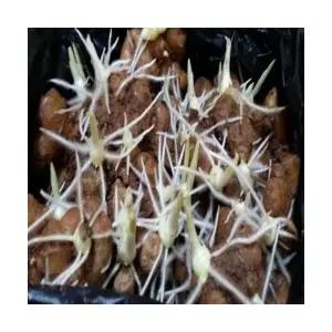 완주 봉동 생강 (씨생강) 10kg