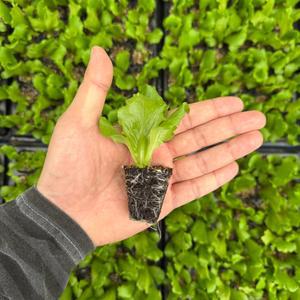 양상추 모종 6개/ 티움육묘장 대량구매가능 다양한 쌈채소모종