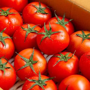 [더조은푸드] 프리미엄 유럽종 안동 완숙토마토 5kg (주스용)