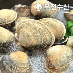 부전수산 냉동 손질 신선한 내장 제거 개조개살 (대합살) 업소용 8kg (500g x 16팩) 개조개 대합조개 백합 육수재료 해장국재료 개조개미역국 조개탕 조개구이