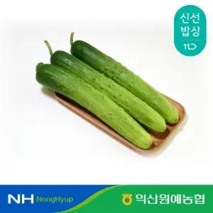 [익산원예농협] 익산 특품 백다다기 백오이 3kg (10~17개)