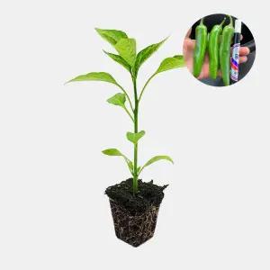 마이플랜트 헬로풋고추 1개 안매운 맵지 않은 아삭이 풋고추 모종 텃밭 채소 튼튼한 모종