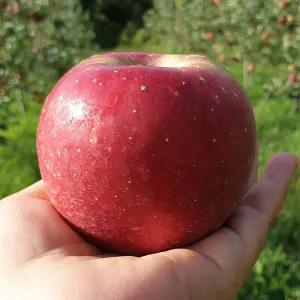 [안동댁사과] 부사 사과 본품+흠과 5kg 소과(19과 내외)