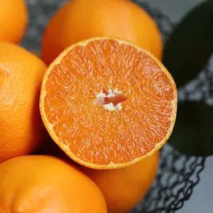 제주 가정용 천혜향 꼬마과 9kg(60-90과내외)