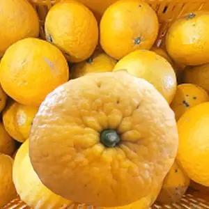 포미식탁 못난이 김귤 제주 하귤 9kg