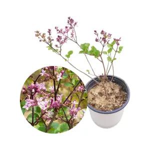 라일락/미스김라일락/묘목/조경수/진한향기/연보라색꽃/나라아트