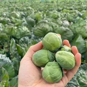 제주방울양배추500g 부터. 미니양배추 부드러운식감 농장산지직배 높은포만감 섬유질풍부 식재료추천!