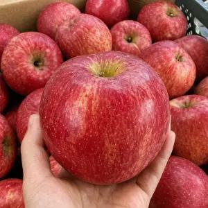 청송 껍질째로 먹는 세척완료 꿀서린 햇 사과 부사 10KG 대과