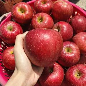 농원발송 양구 고랭지 펀치볼 꿀이서린 햇 사과 부사 5KG 대과
