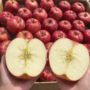 1박스+1박스 거창 얼음골 꿀가득 햇 사과 부사 5KG 대과 (총 10키로 발송)