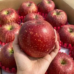 농장발송 영주 껍질째먹는 꿀가득 햇 사과 부사 5KG 대과