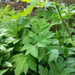 2년생 참당귀모종 10주(10포기)/당귀모종/참당귀종근/토당귀/산당귀