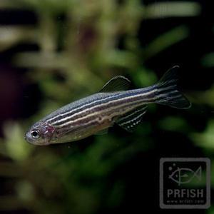 열대어 관상어 잉어과 / 제브라다니오 [10마리]